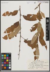 Foto von Salix aegyptiaca L. x Salix turanica Nasarow